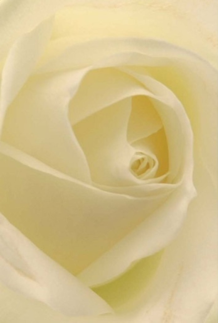 The close perspective on this classic white rose reveals a masterful blend of tranquility and refinement-hallmarks of the finest arrangements in Little Ilford. The petals, flawless and unblemished, form a spiraling core of soft white and muted cream, each layer set with attentive care and patience. The lighting is gentle, giving the appearance of the flower glowing softly from within, echoing the serenity found in nearby green spaces or a quiet afternoon in a Little Ilford café. This rose, perfect for moments that ask for sincerity-romantic gestures, apologies, or elegant events-shows off the deliberate artistry of a florist who understands both emotion and form. Subtle gradients of shadow and light lend dimension to the bloom, while the pristine arrangement invokes feelings of hope and resilience. You can almost sense the clean, understated fragrance-a promise of calm and renewal delivered to any doorstep in the neighbourhood.